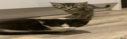 Mixed Breed cats for sale: Kittens - Advert 10