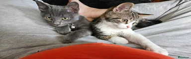 Scottish Fold 4