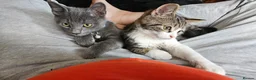 Scottish Fold cats for sale: Healthy scotish fold mix - Advert 8