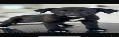 Lurcher 7