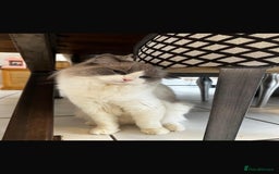Ragdoll cats for sale: Beautiful Ragdoll Kittens - Read for Loving homes - Image 8