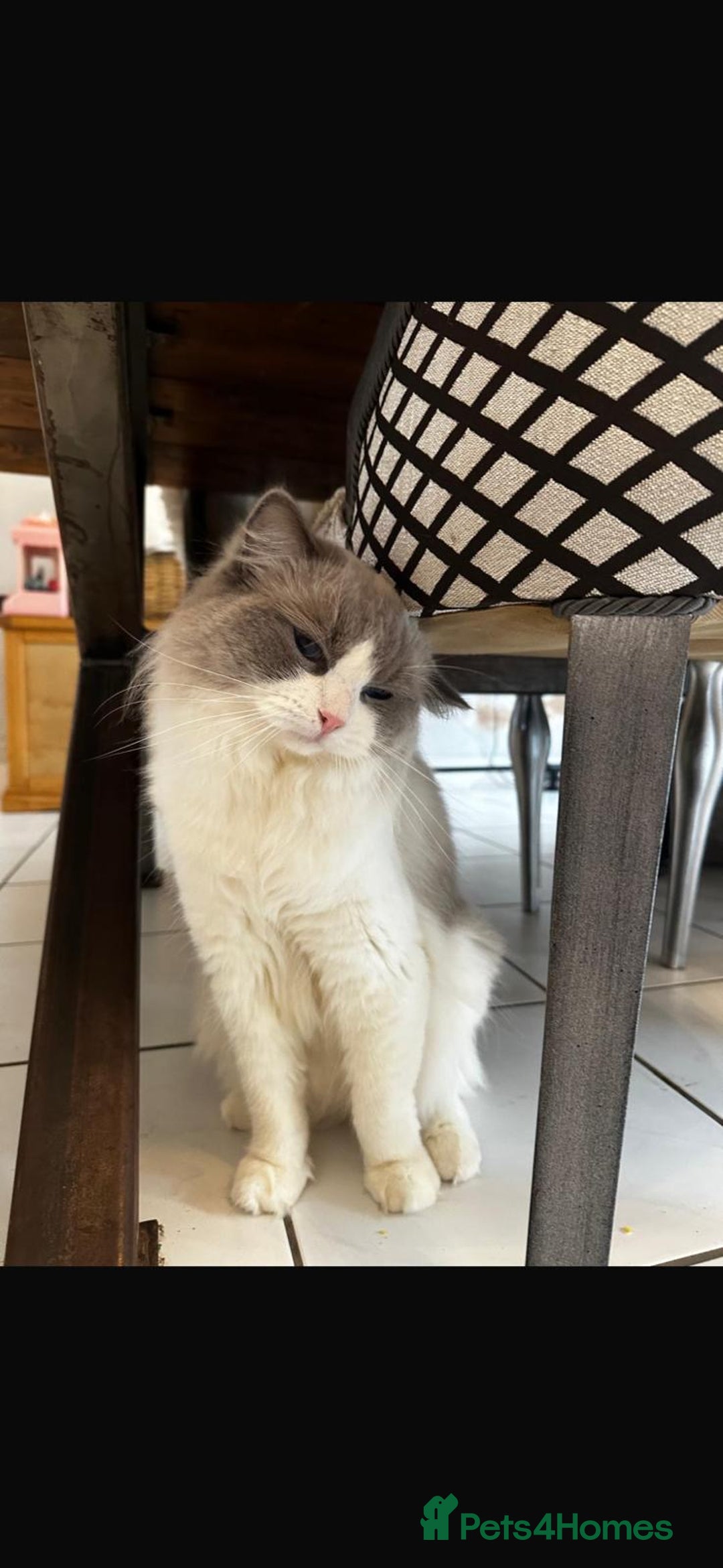 Ragdoll cats for sale: Beautiful Ragdoll Kittens - Read for Loving homes - Image 8