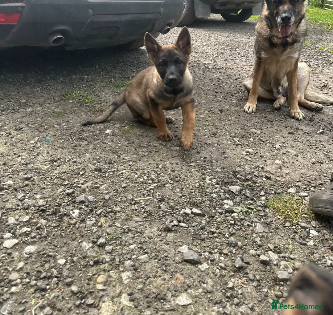Mixed Breed dogs for sale: German shepherd cross puppies  in Manchester - Advert 2