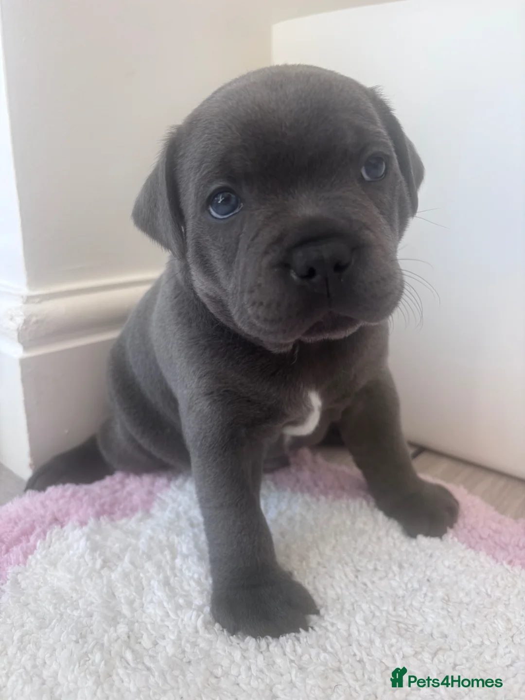 Staffordshire Bull Terrier dogs for sale: KC REG STAFFORDSHIRE BULL TERRIERS - Advert 17