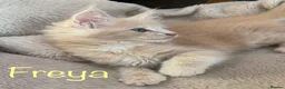 Maine Coon cats for sale: Beautiful Maine Coon Kittens-Ready Soon - Advert 9