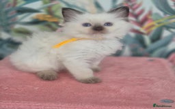 Ragdoll cats for sale: GCCF REGISTERED RAGDOLL KITTENS available septembe - Image 5