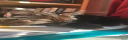British Longhair cats for sale: Black British Longhair Kitty in London - Advert 5