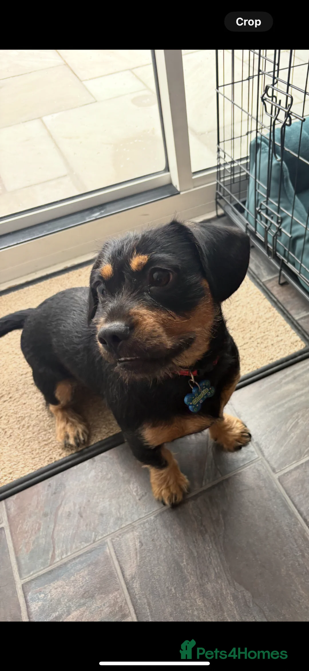Mixed Breed dogs for sale: Charlie looking for a new home - Advert 2