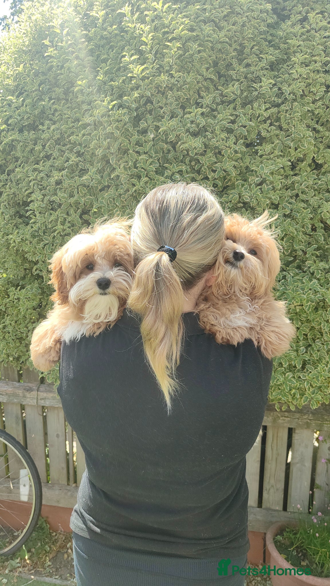 Maltipoo dogs  F1 Asian Maltipoo Puppies  - Advert 3