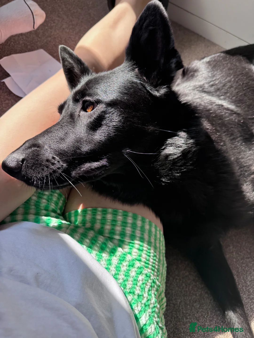 German Shepherd dogs for sale: 🐾 German Shepherd Puppies – Due Late May 2026 - Advert 2