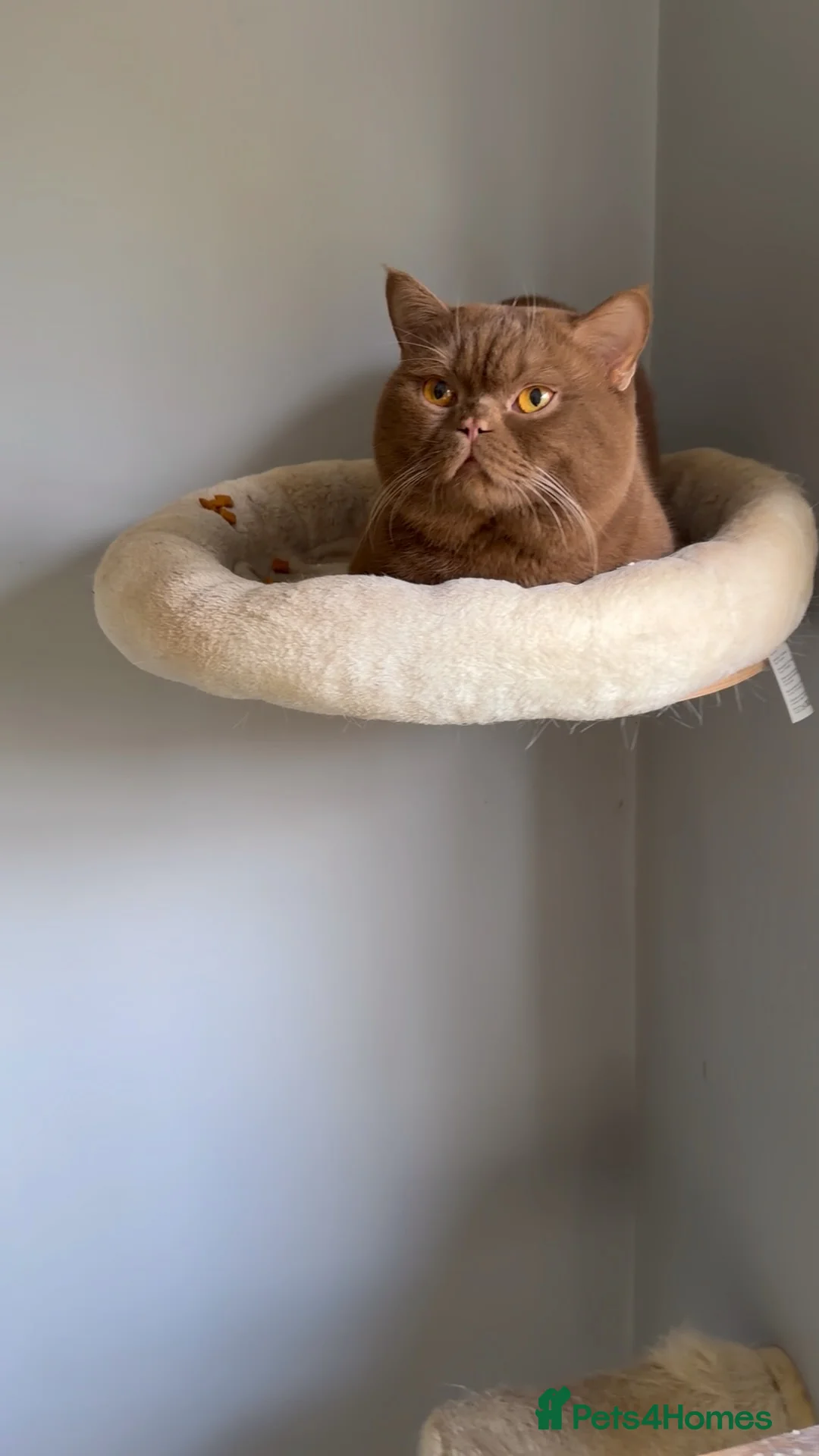 British Shorthair cats for stud: Health tested Cinnamon stud GCCF & TICA - Advert 4