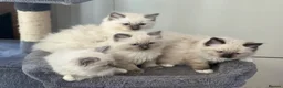 Ragdoll cats for sale: 🐾 Ragdoll Kittens 🐾 - Advert 27