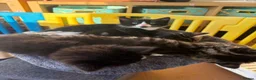 Domestic Shorthair cats for sale: Two little black and white girls - Advert 17