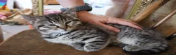 Mixed Breed cats for sale: 2 Male kittens Siamese Tabby mix in Hastings - Advert 2