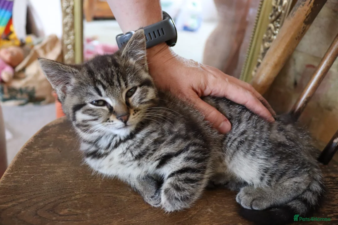 Mixed Breed cats for sale: 2 Male kittens Siamese Tabby mix in Hastings - Advert 2