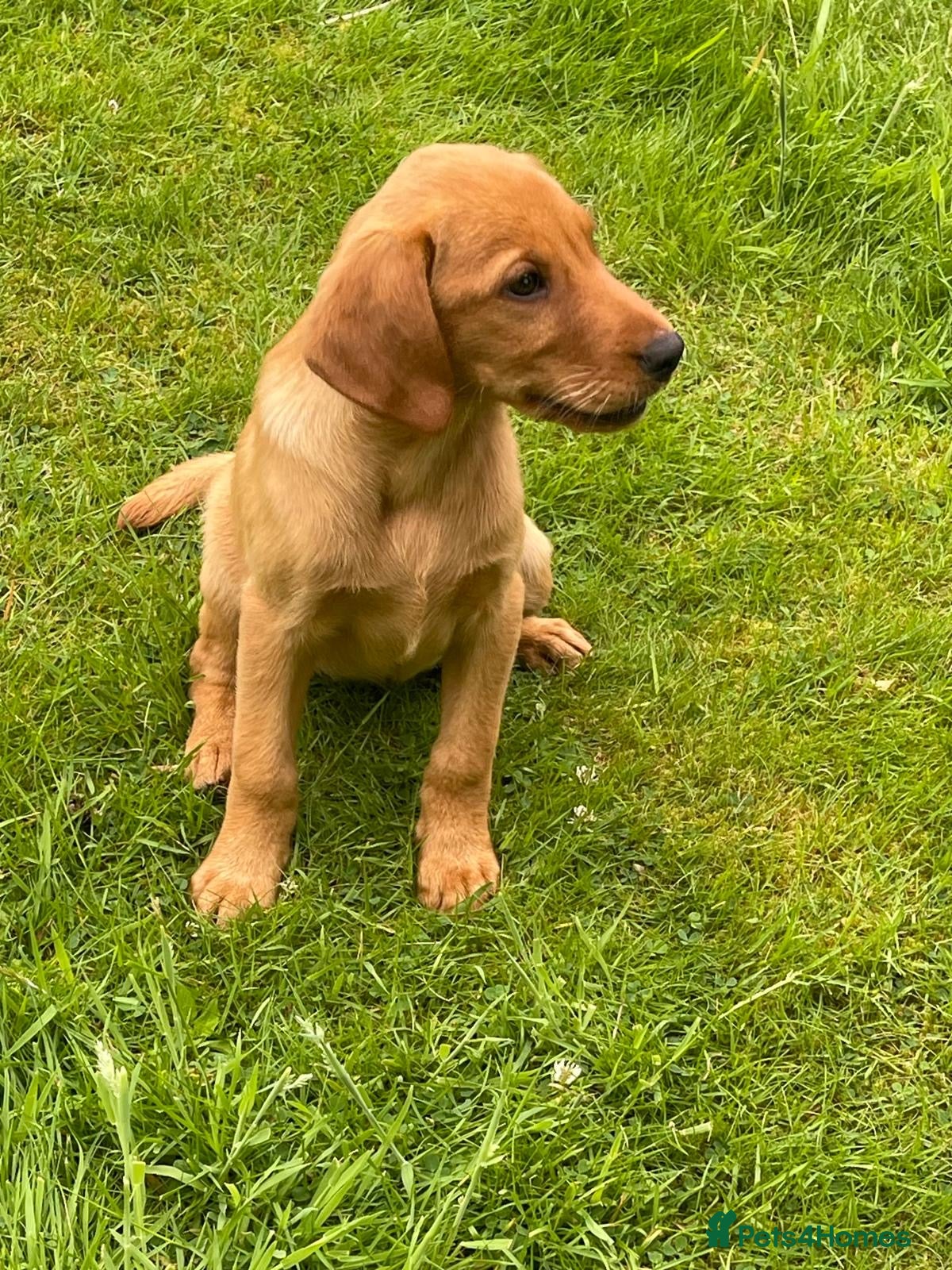 Labrador Retriever dogs for sale: Fox Red Labradors Puppies- Ready Go Go in Rotherham - Advert 2