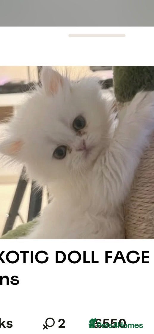 Persian cats 🌾 EXOTIC DOLL FACE PERSIAN Kittens - Advert 10