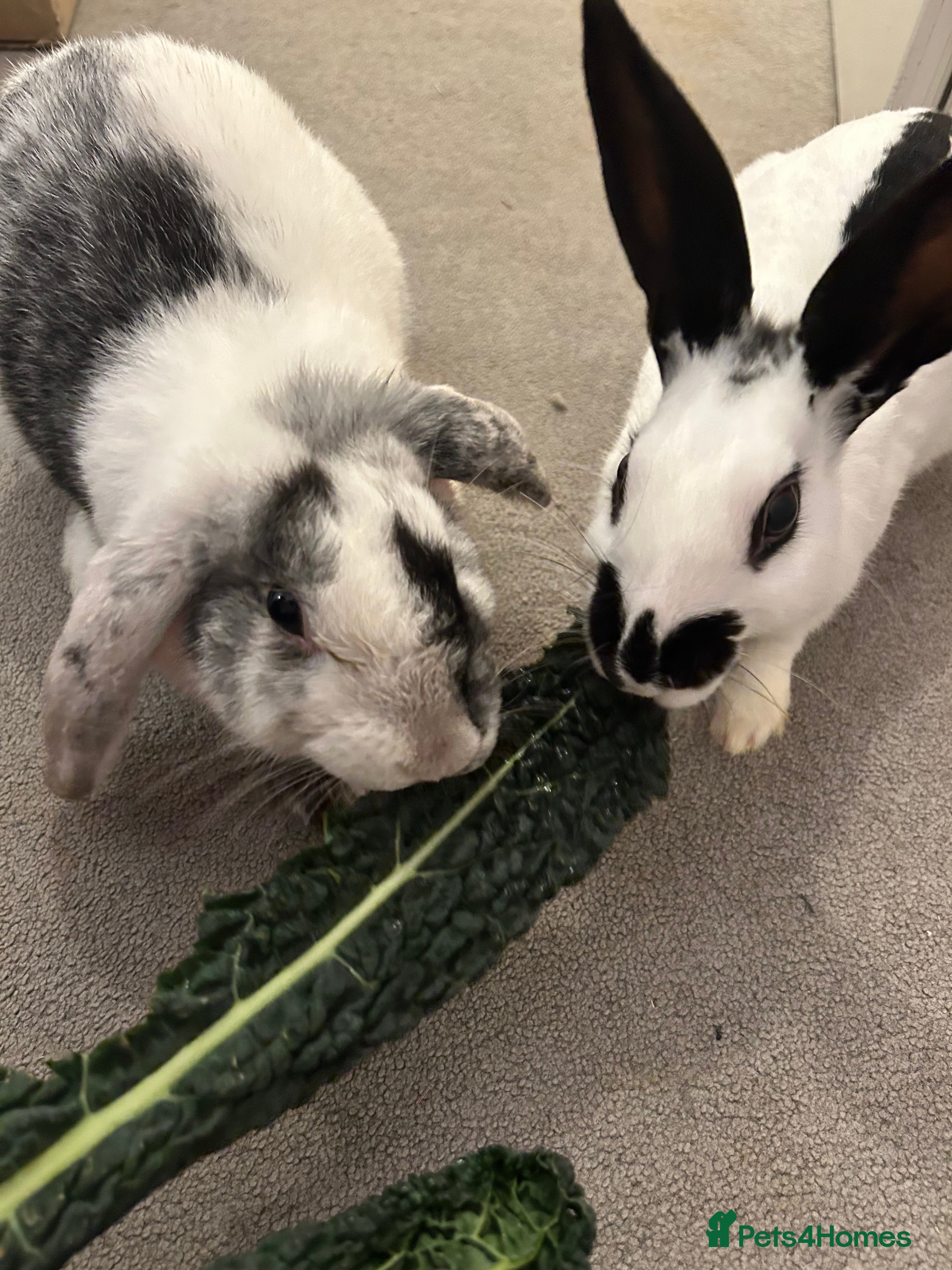 Mixed Breed rabbits Paired Rabbits for sale - Advert 1