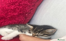 Domestic Shorthair cats for sale: Sweet 2Year-Old Female Cat Looking for a Loving Ho - Image 2