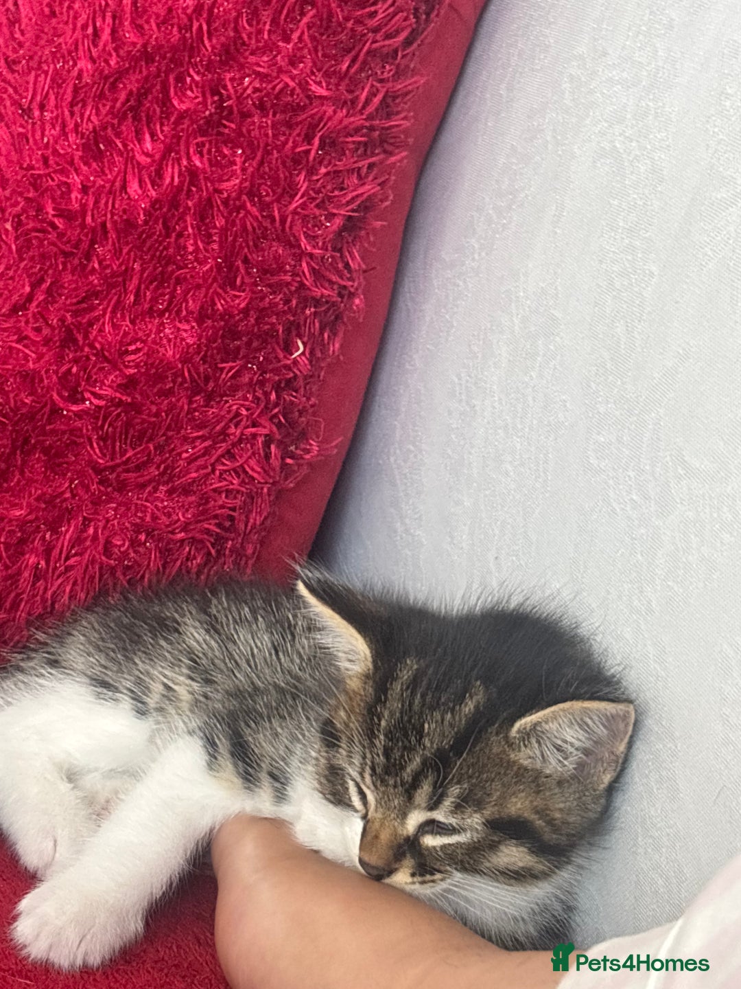 Domestic Shorthair cats for sale: Sweet 2Year-Old Female Cat Looking for a Loving Ho - Image 2