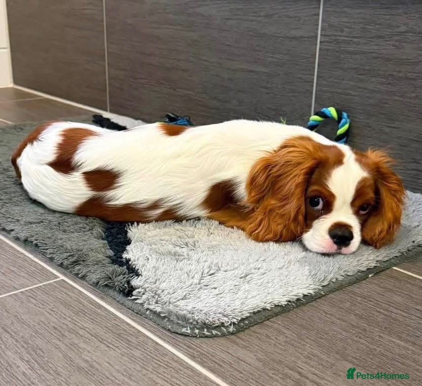 Cavalier King Charles Spaniel dogs kc registered cavalier king charles - Advert 1