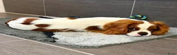Cavalier King Charles Spaniel dogs for sale: kc registered cavalier king charles - Advert 1