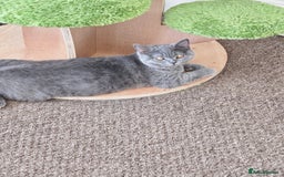 British Shorthair cats for sale: British shorthair and longhair  - Image 16