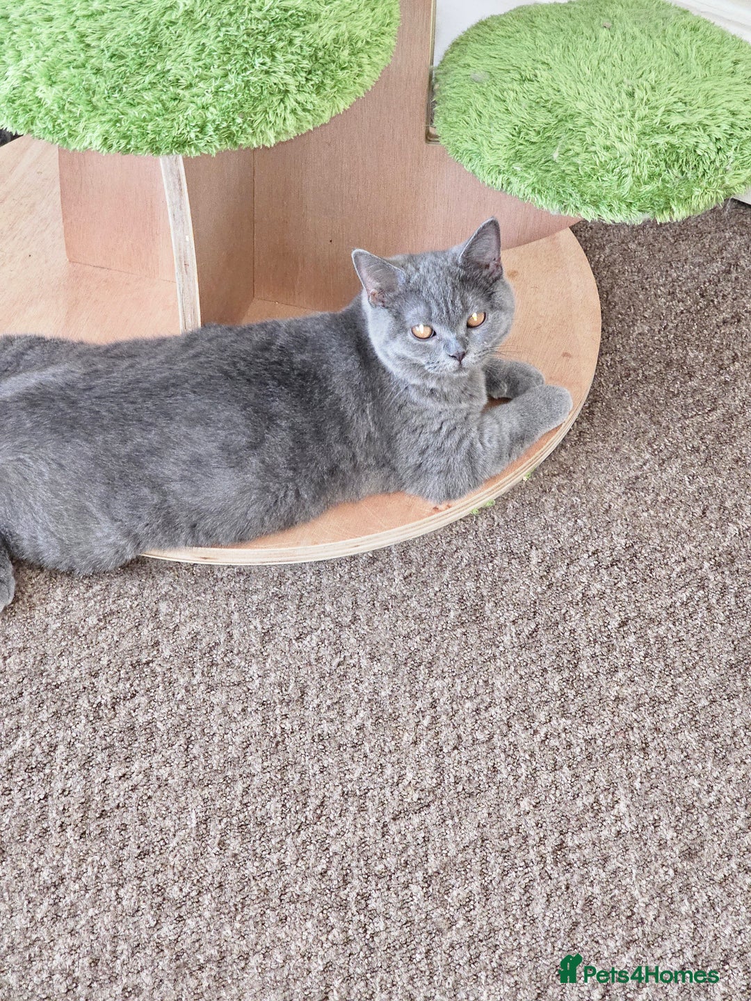 British Shorthair cats for sale: British shorthair and longhair  - Image 16