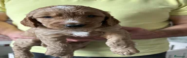 Cockapoo 1