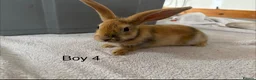 Mixed Breed rabbits for sale: Himalayan x lop bunnies ready to go  - Advert 5