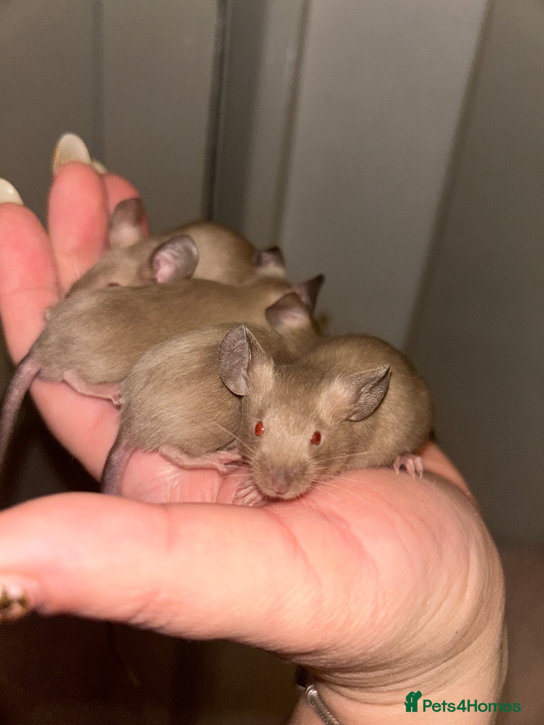 Mouse rodents for sale: Siamese baby mice - Advert 3