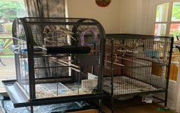 Cockatiels birds for sale: Male and female cockatiels  - Image 6