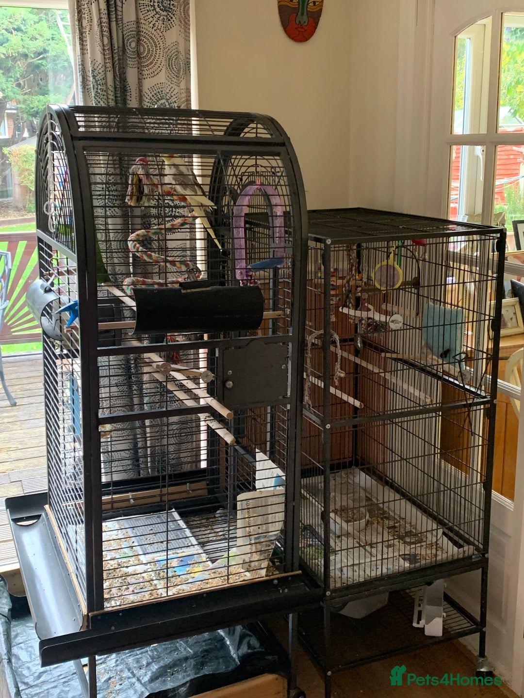 Cockatiels birds for sale: Male and female cockatiels  - Image 6