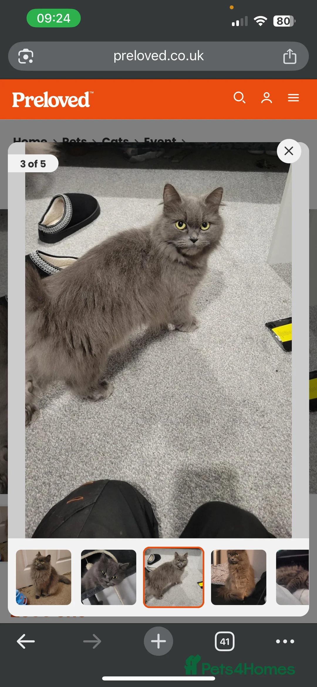 British Longhair cats for sale: British longhair  - Advert 3