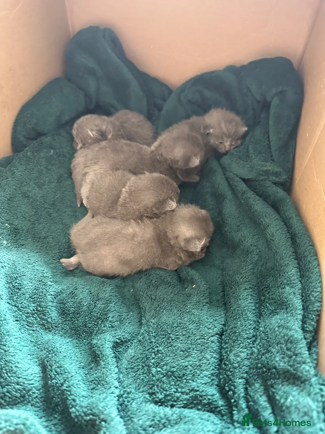 British Shorthair cats for sale: Pure breed British shorthair Blues  - Advert 5