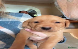 Labrador Retriever dogs for sale: Fox red KC reg labrador puppies - Image 6