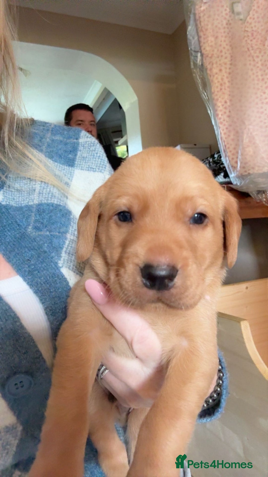 Labrador Retriever dogs for sale: Fox red KC reg labrador puppies - Image 6