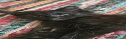 Maine Coon cats for sale: Half maine coon kittens black in Maidstone - Advert 3