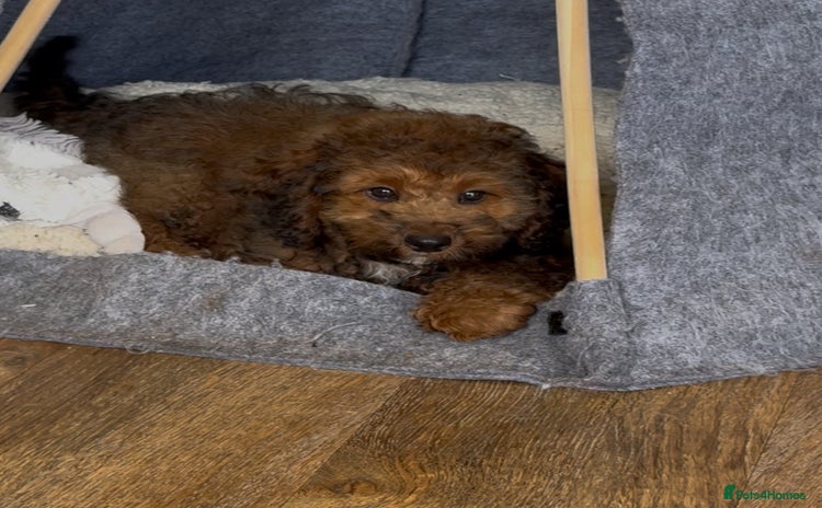 Cockapoo dogs - Advert 8