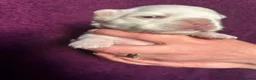 French Bulldog dogs for sale: Fluffy French bulldog puppies - Advert 16