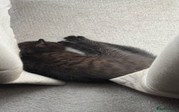 British Longhair cats for sale: 3 Gorgeous Fluffy Cuddly Babies! - Image 13