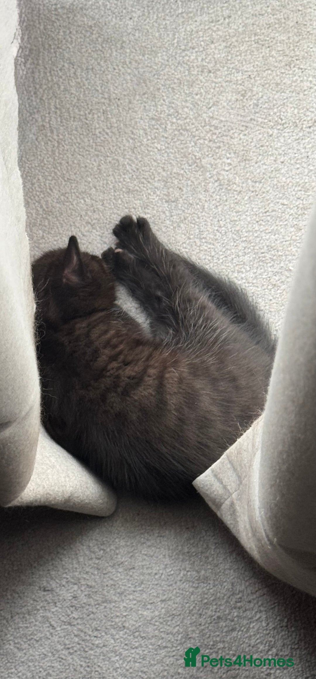 British Longhair cats for sale: 3 Gorgeous Fluffy Cuddly Babies! - Image 13