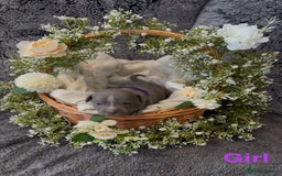 Staffordshire Bull Terrier dogs for sale: Stunning Staff Puppies  - Image 24