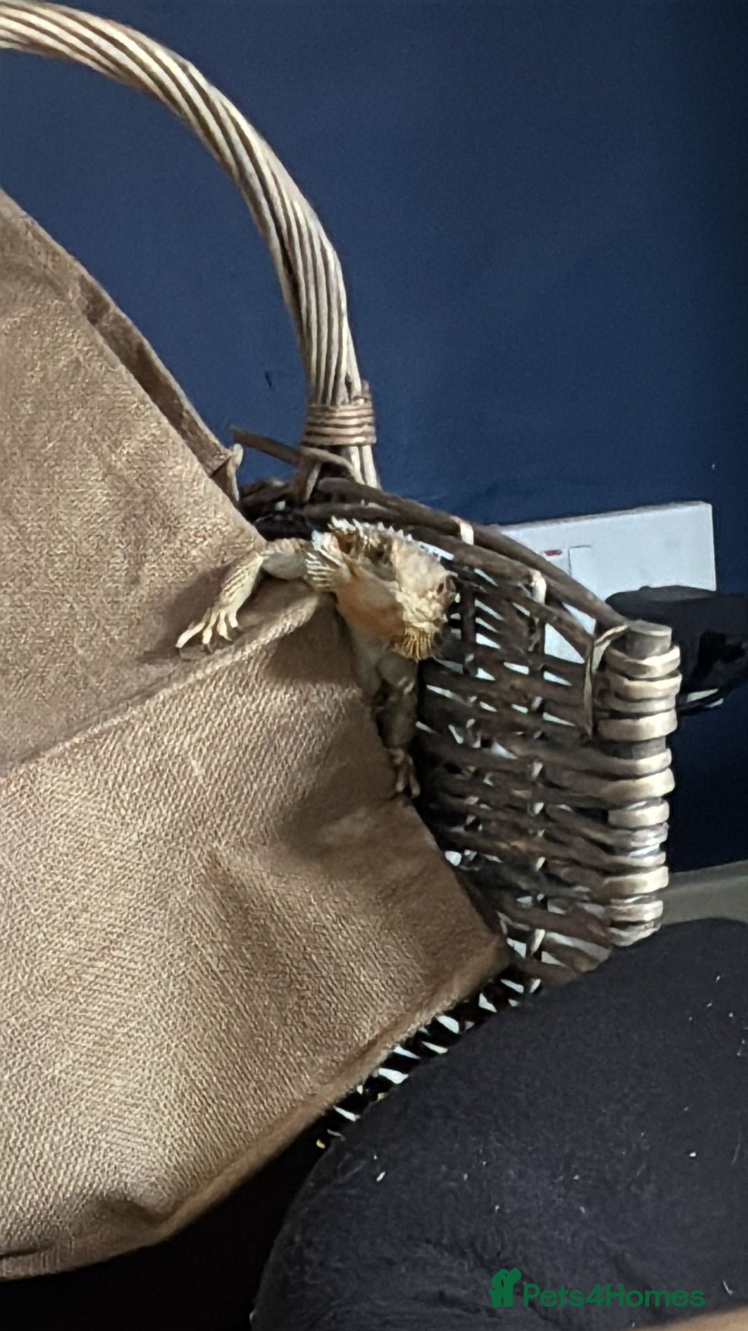 Bearded Dragon reptiles for sale: Female bearded dragon - Image 1