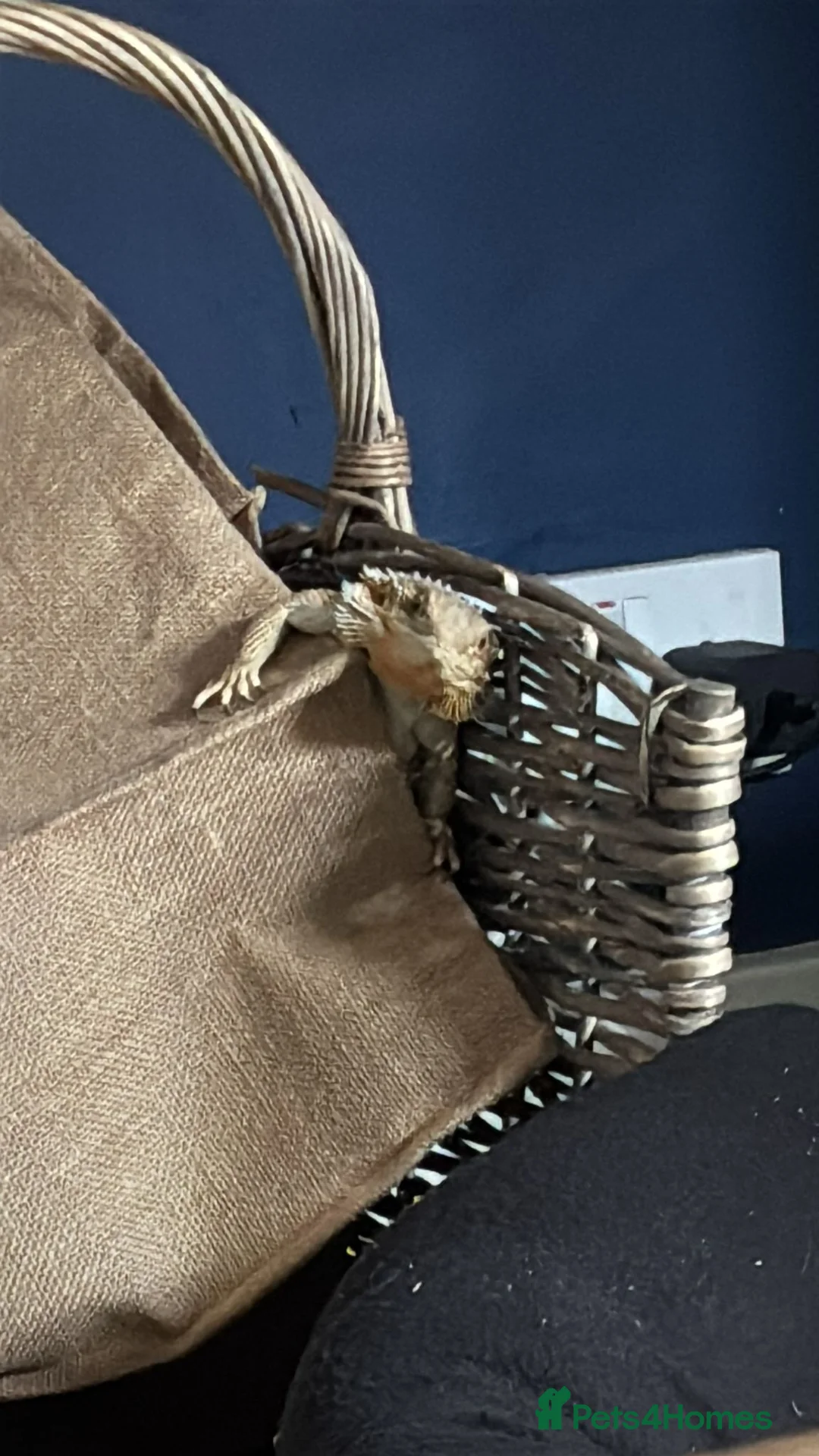 Bearded Dragon reptiles for sale: Female bearded dragon - Advert 1