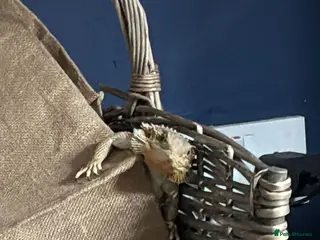 Bearded Dragon reptiles Female bearded dragon - Advert 7