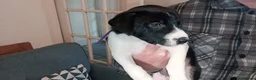 Mixed Breed dogs for sale: Dollie x Long Haired Border Collie Puppies  in Campbeltown - Advert 32