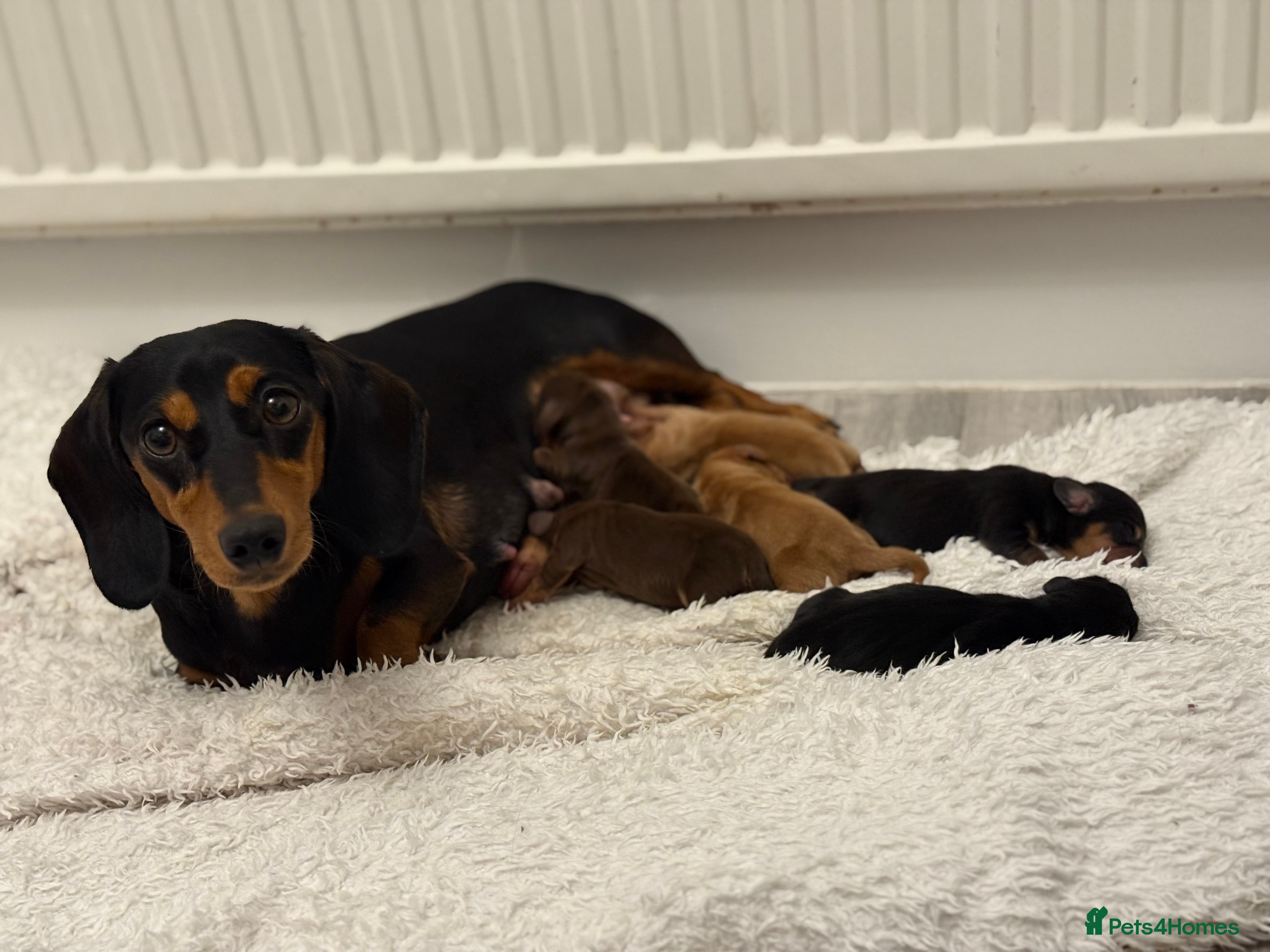 Miniature Dachshund dogs ✨ Miniature Dachshund– 6 Beautiful Pups! ✨ - Advert 6