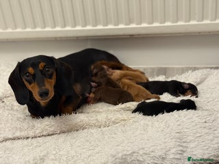 Miniature Dachshund dogs ✨ Miniature Dachshund– 6 Beautiful Pups! ✨ - Advert 2