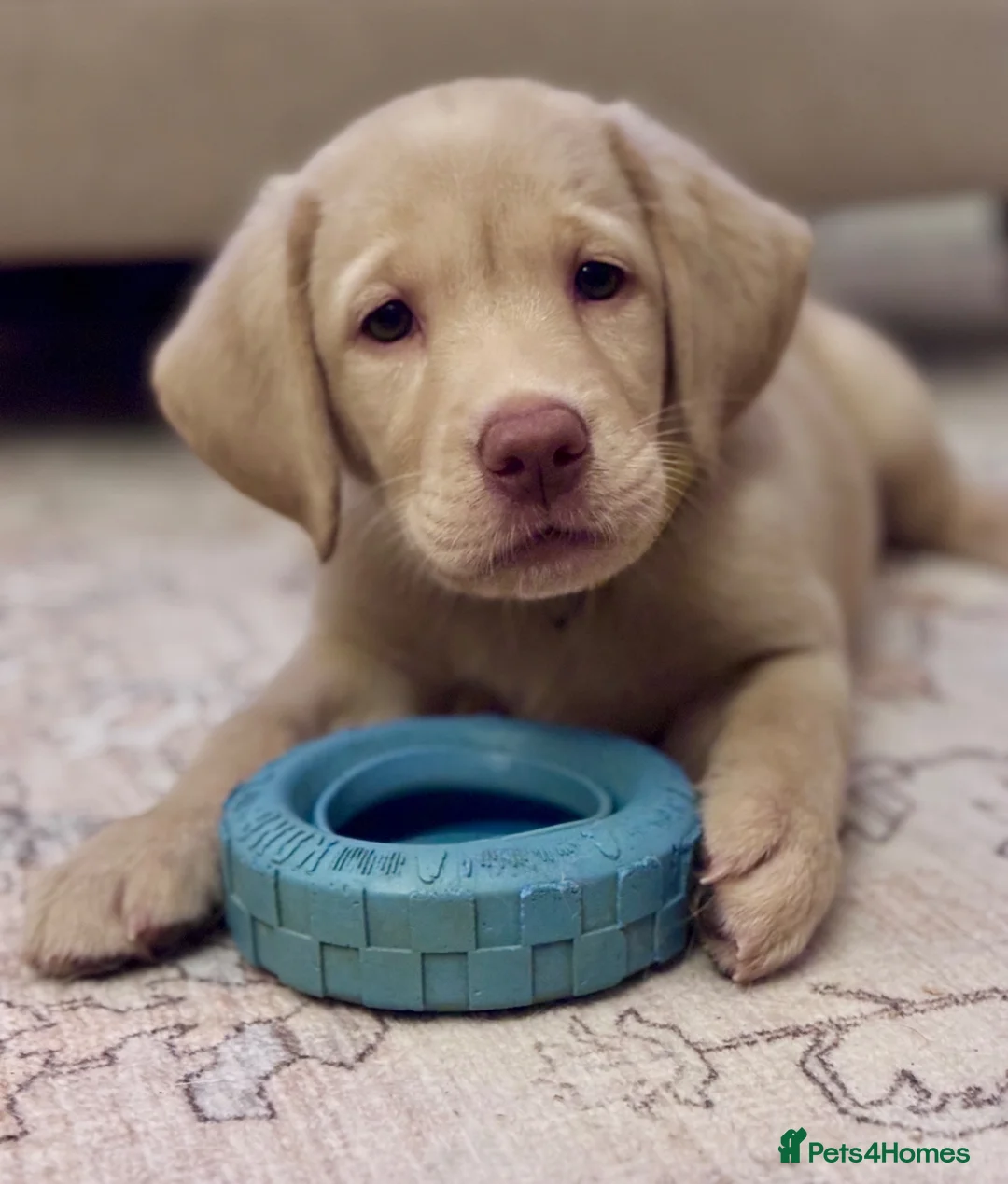 Labrador Retriever dogs for sale: Chunky yellow Labrador pups  - Advert 1